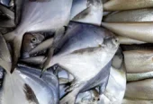 Mangalore Fish Mart