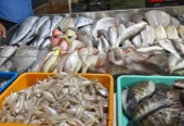 Mangalore Fish Mart